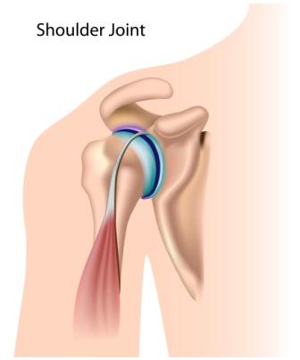 Shoulder Joint Anatomy
